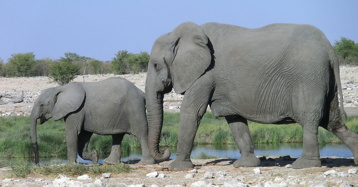 elephant-2666224_1920_2.jpg