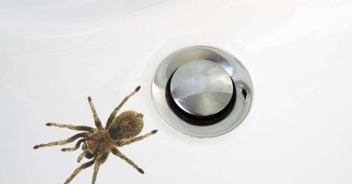araignée dans un lavabo