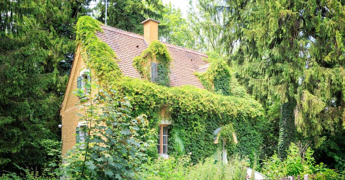 maison au milieu d'un forêt qui a besoin d'un débroussaillement pour réduire le risque d'incendie
