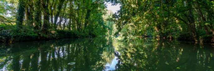 ripisylves qui tiennent les berges d'une rivière
