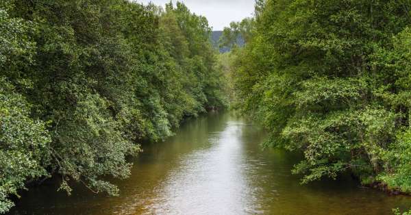 ripisylves qui tiennent les berges d'une rivière